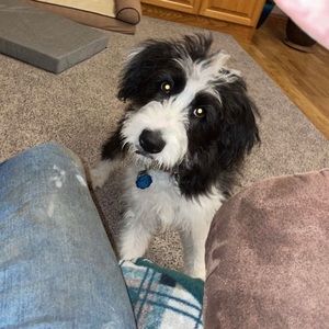 Meet your Posher, Amaya